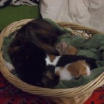 kittens and basket